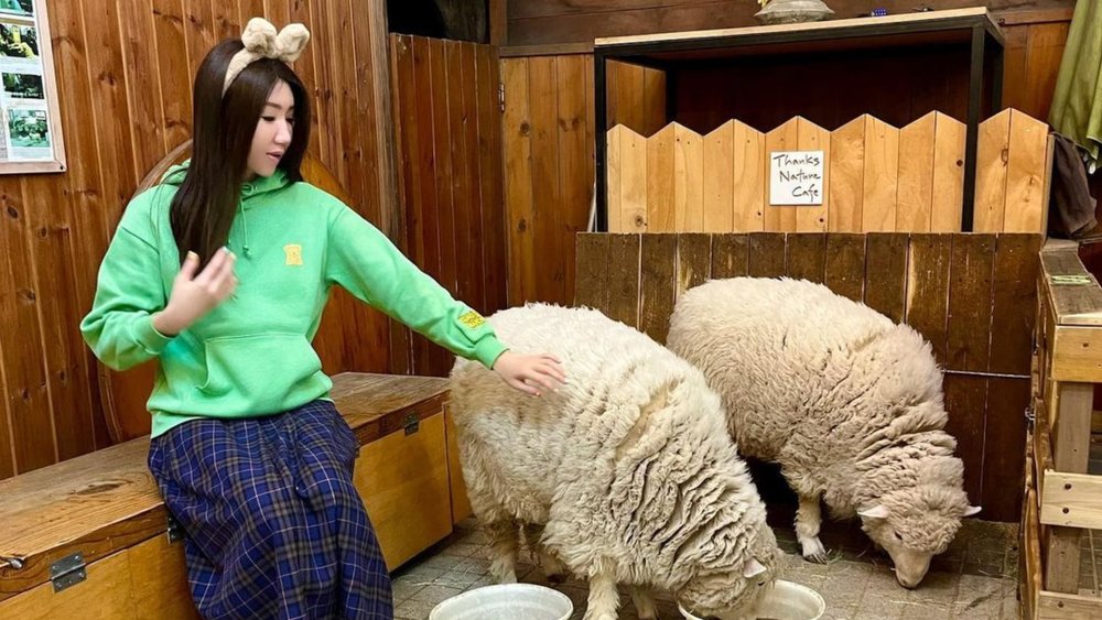  Don’t get sheepish—these sheep are actually friendly! Credits: @love_risa0914 on Instagram