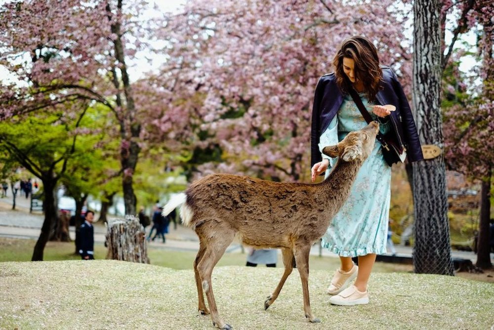關西近鐵奈良東大寺公園鹿