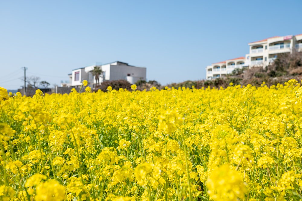 canola flowers in full bloom with blue skies