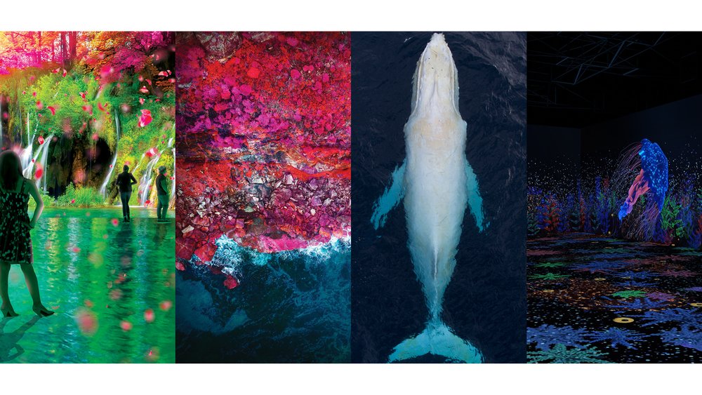 Discover these boundary pushing artists at Vivid House. Image credit: 'Ama' by Babekuhl, 'Australian Oceans' by Craig Parry, 'Infinity' by Spinifex, 'Invincible Corals' by Henry Hu