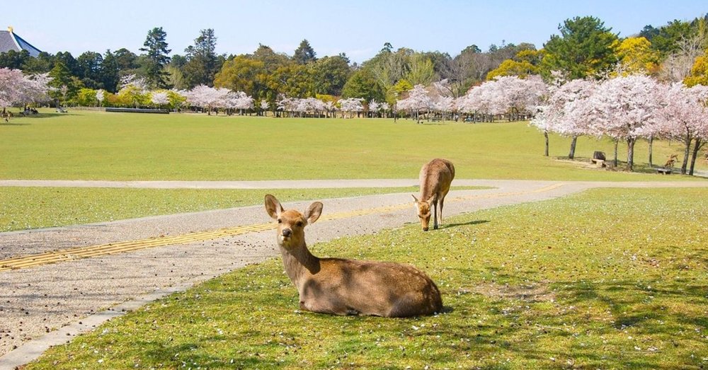 kinh-nghiem-di-nhat-ban-5-ngay-4-dem