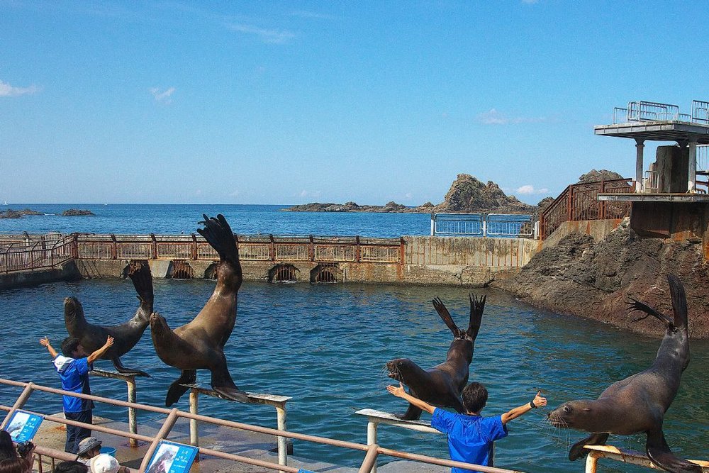 おたる水族館 トドショー