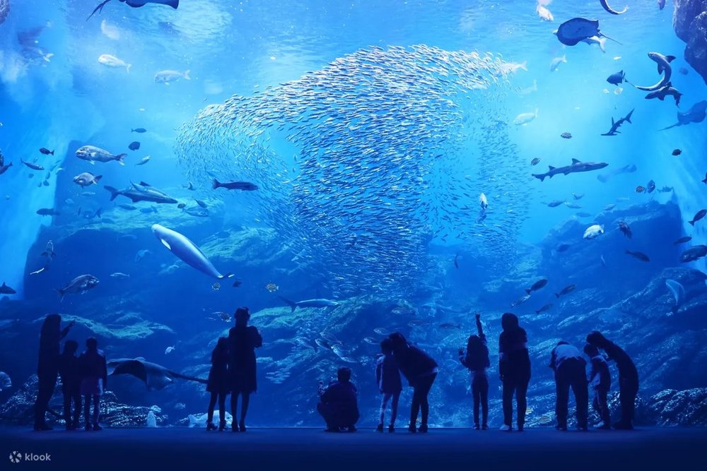 仙台うみの杜水族館 日本最大級の大水槽「いのちきらめく うみ」