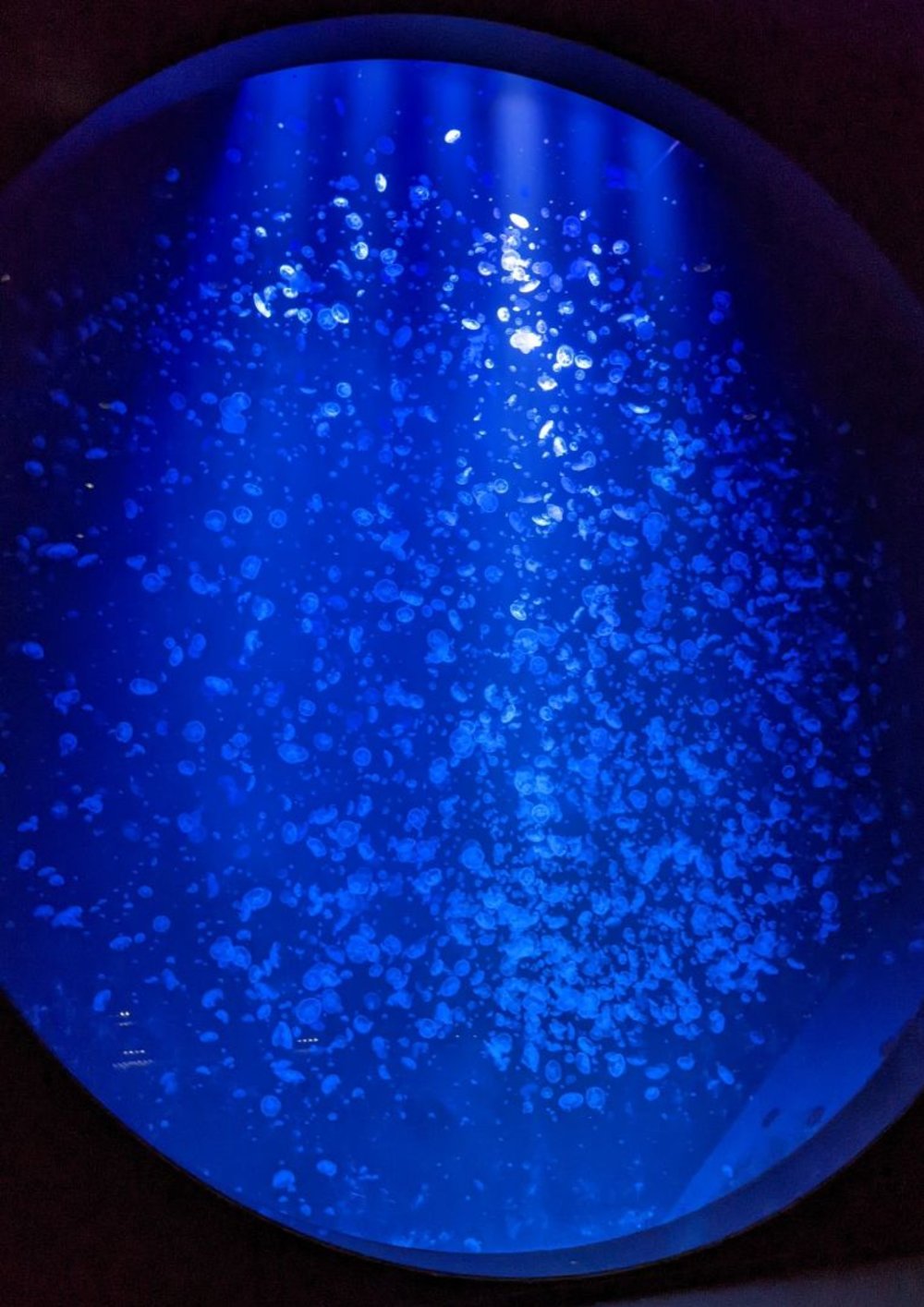 鶴岡市立加茂水族館 「クラゲドリームシアター」