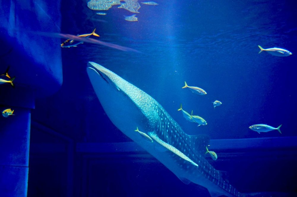 海遊館 大水槽で泳ぐジンベエザメ