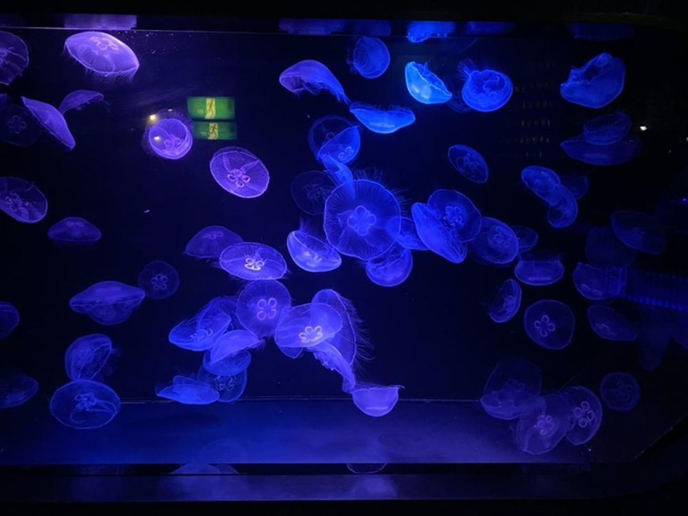 九十九島水族館海きらら 「クラゲシンフォニードーム」