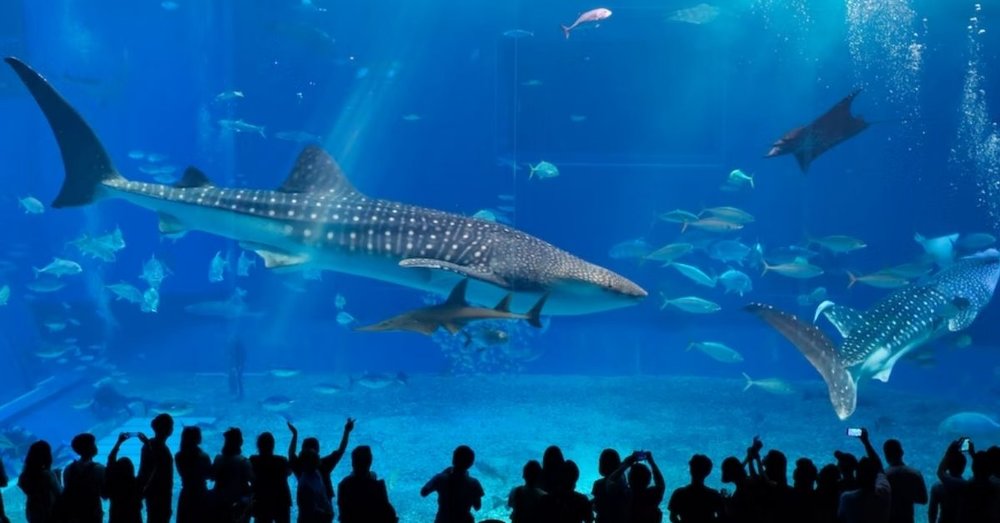 du-lich-okinawa-tu-osaka