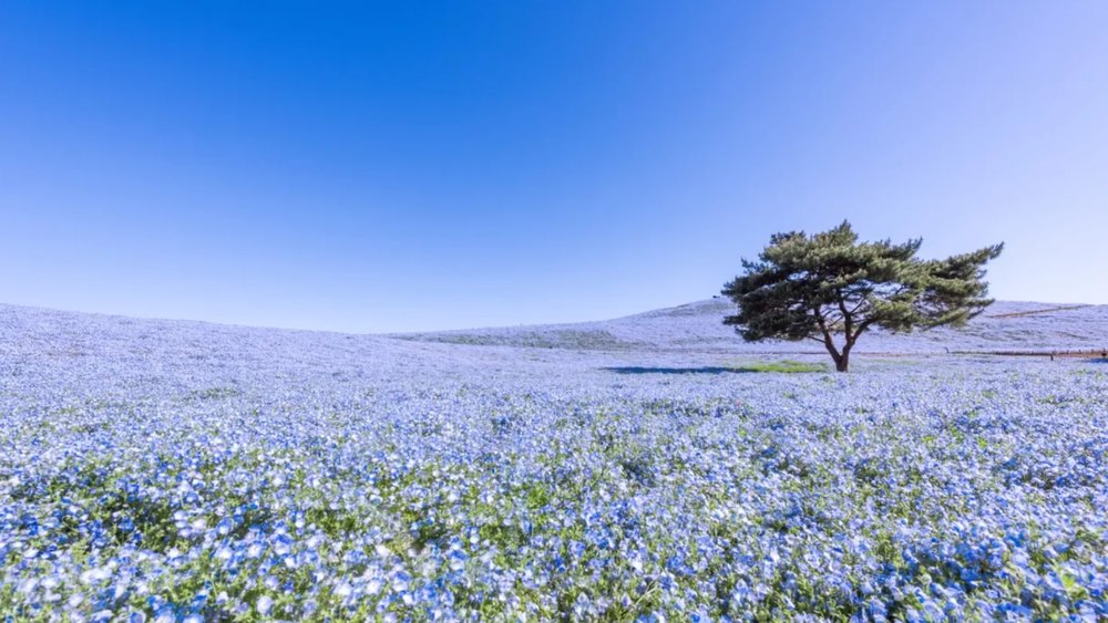 flowers at Hitachi National Seaside Park