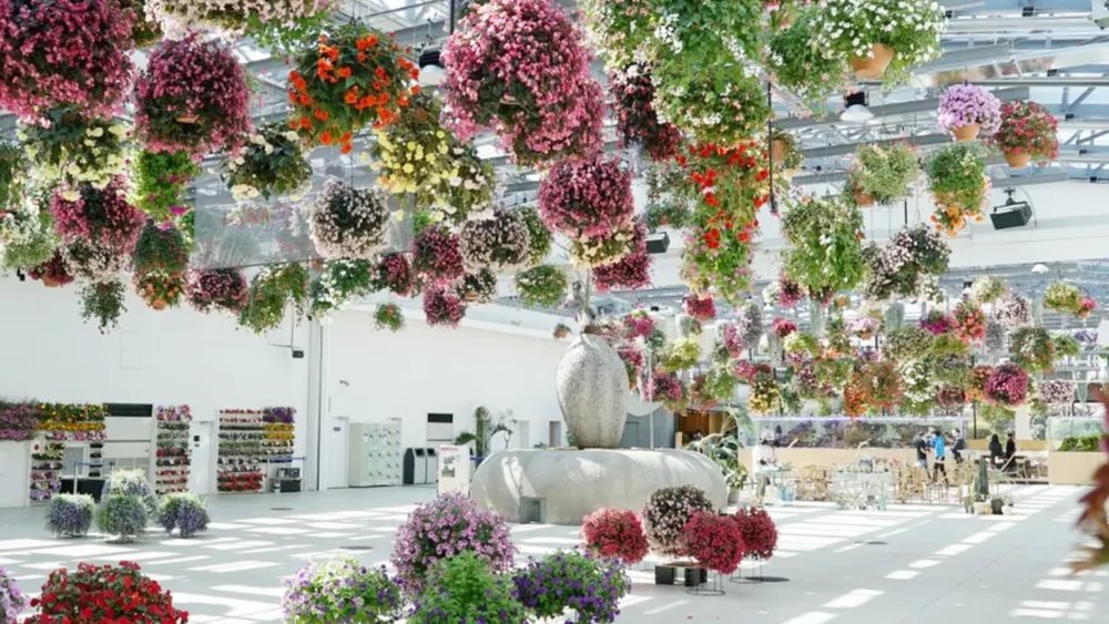 flowers hanging from ceiling