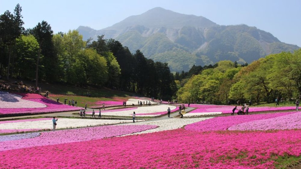 埼玉縣適合旅遊的月份