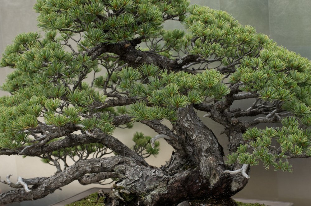 埼玉景點 大宮盆栽美術館