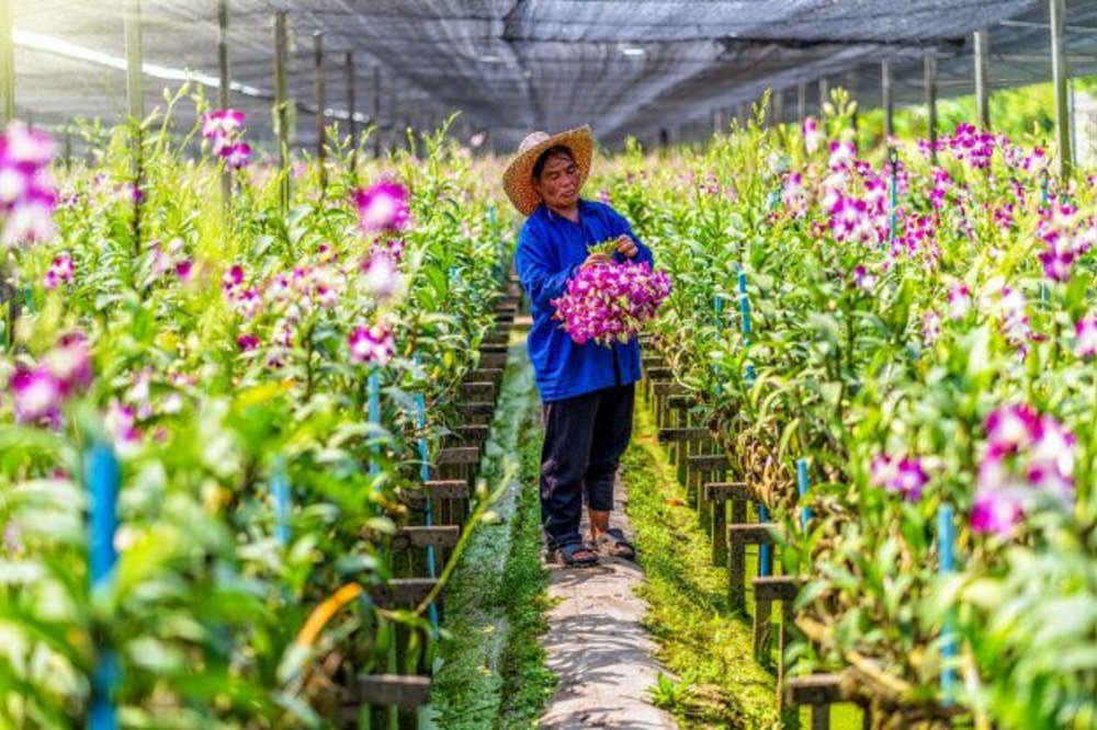 สวนกล้วยไม้อุดรซันไฌน์ ขอบคุณภาพจาก: https://th.trip.com/review/udon-sunshine-fragrant-orchid-farm-56045852-166138844