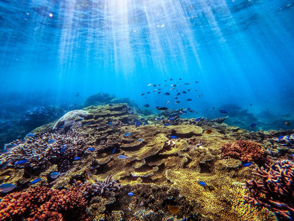 fish swimming in coral reef