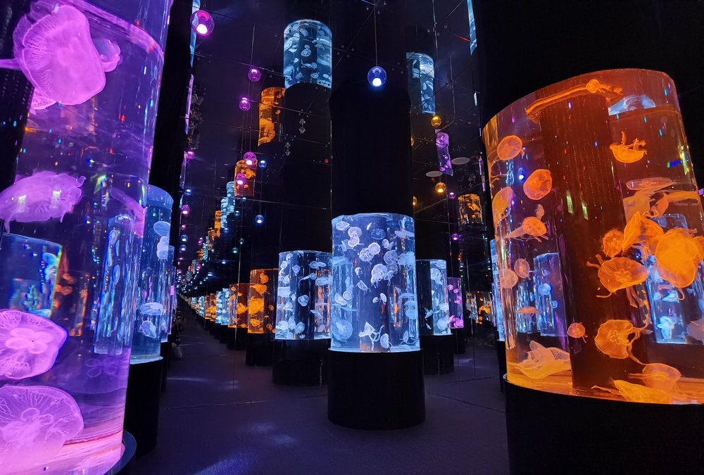 Aquarium full of colorful jelly fish