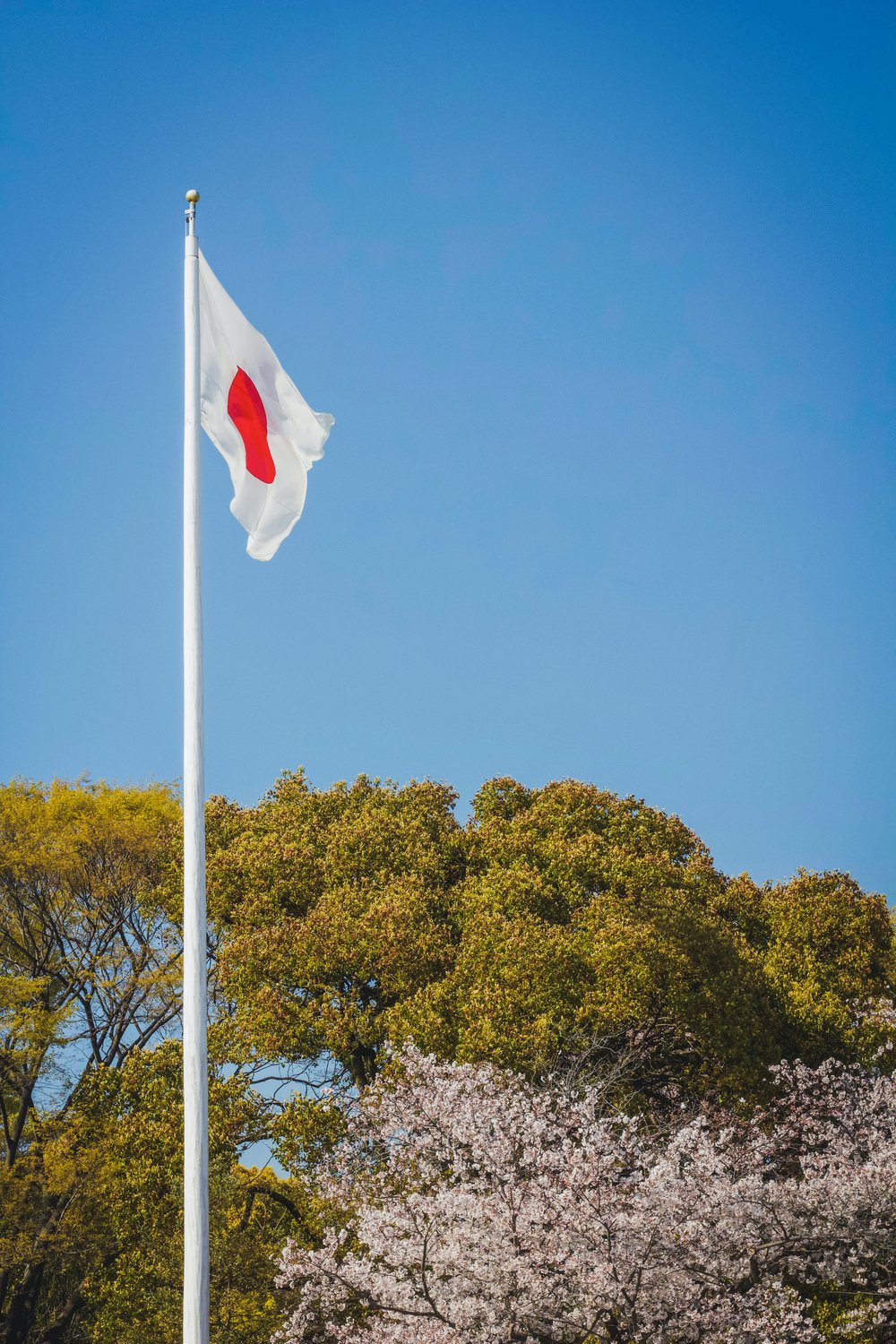 japan flag in front of tree and cherry blossom 