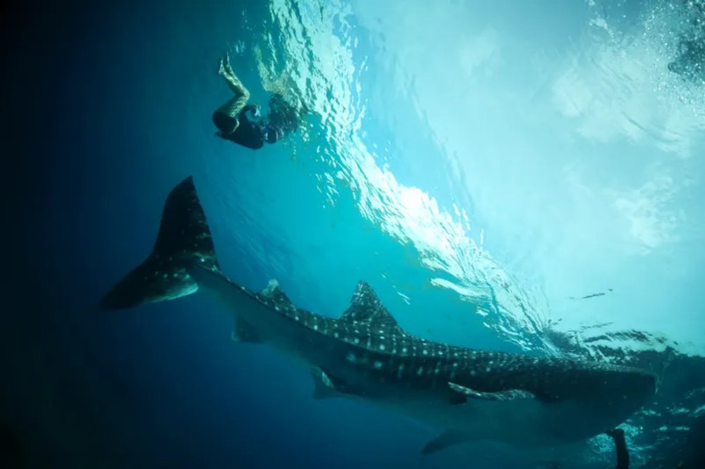 Tourist swimming with whale shark