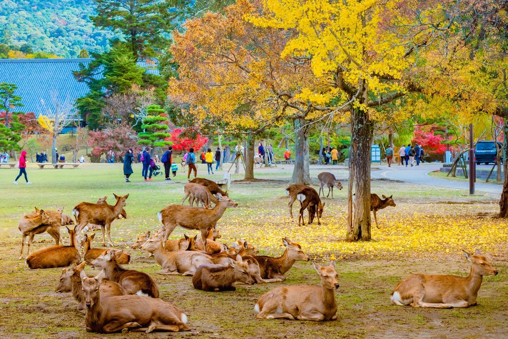 Deer in Nara Park during Autumn