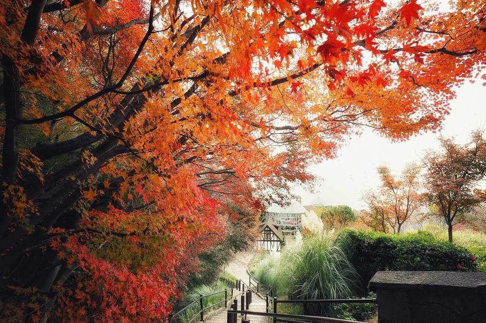 garden with autumn leaves
