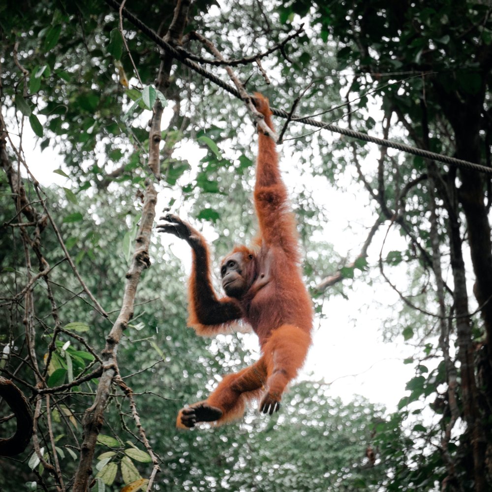 Discover the beauty of Sarawak with local tours & activities