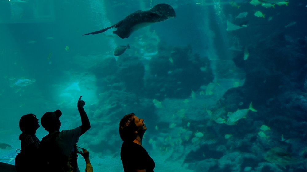 tourists inside the SEA Aquarium in SingaporeYou can visit the SEA Aquarium Singapore in Sentosa Island. Credits to Wina Tristiana on Unsplash
