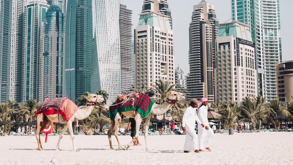 camels at Dubai