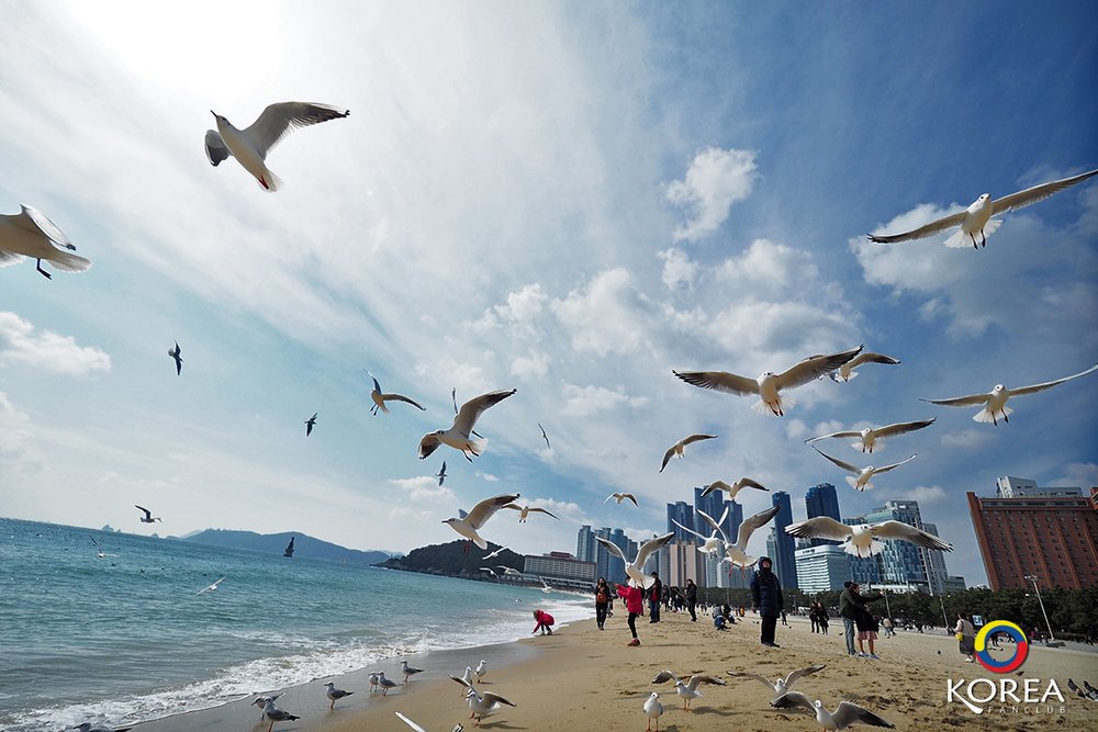ชายหาด แฮอุนแด ปูซาน Haeundae Beach ขอบคุณภาพจาก; Koreafanclub