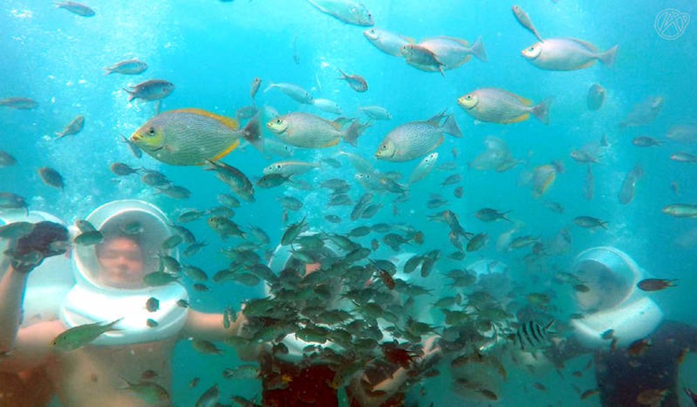 ดำน้ำดูปะการังแบบใกล้ชิด