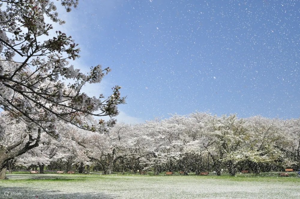 Tokyo's Best Cherry Blossom Spots: Shinjuku Gyoen, Showa Kinen Park, & Tokyo Tower Main Deck Day Tour, Tokyo, Japan - Klook
