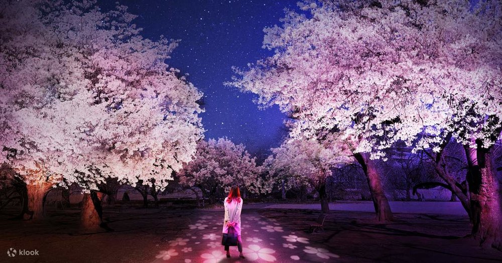 NAKED Sakura Night Garden at Shinjuku Gyoen 2023 Admission in Tokyo - Klook