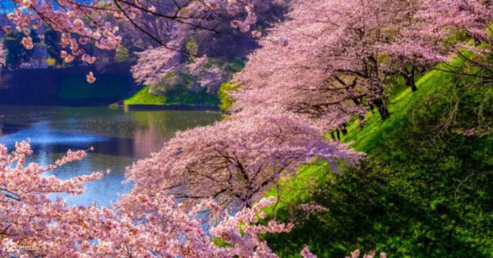 ทัวร์ชมดอกซากุระที่สวนจิโดริกะฟุจิ (Chidorigafuchi), สวนอูเอโนะ (Ueno Park) และอาซากุสะ (Asakusa) ในโตเกียว - Klook ประเทศไทย