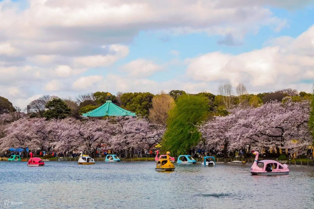 Tokyo Cherry Blossom Walking Tour with Night Cruise - Klook United States
