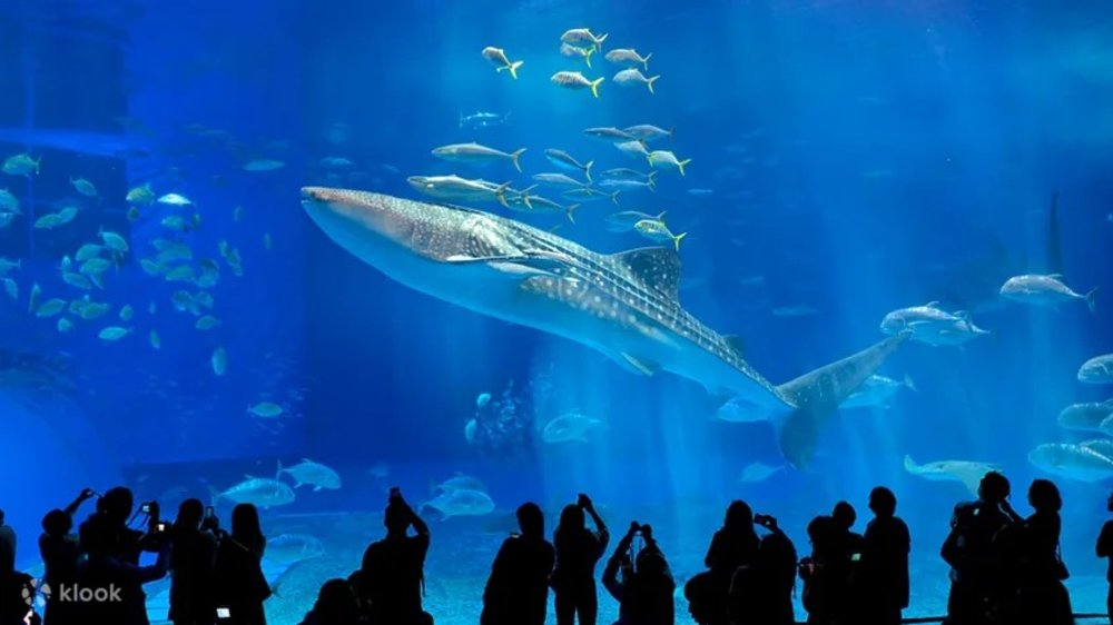 ที่เที่ยวโอกินาว่า พิพิธภัณฑ์สัตว์น้ำชูระอุมิ (Okinawa Churaumi Aquarium)