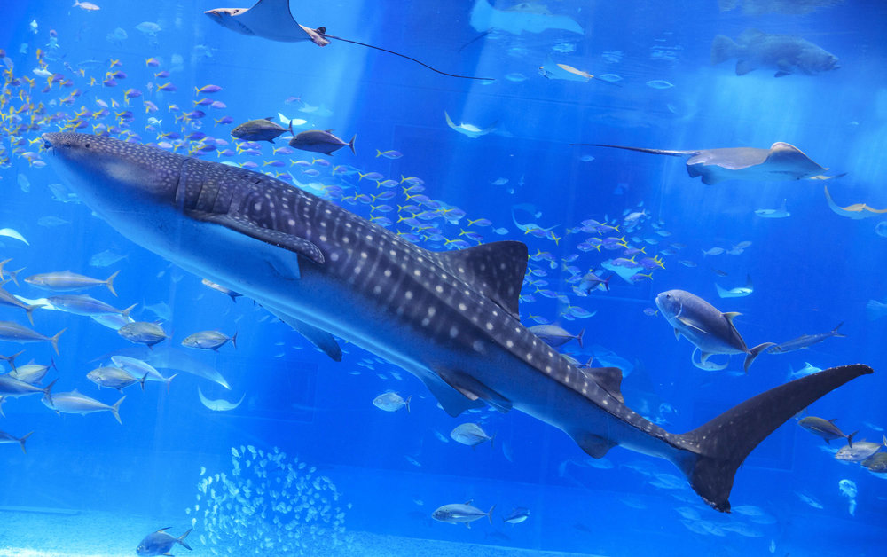 พิพิธภัณฑ์สัตว์น้ำชูราอุมิ (Churaumi Aquarium) ในโอกินาว่า | รูปภาพจาก Klook