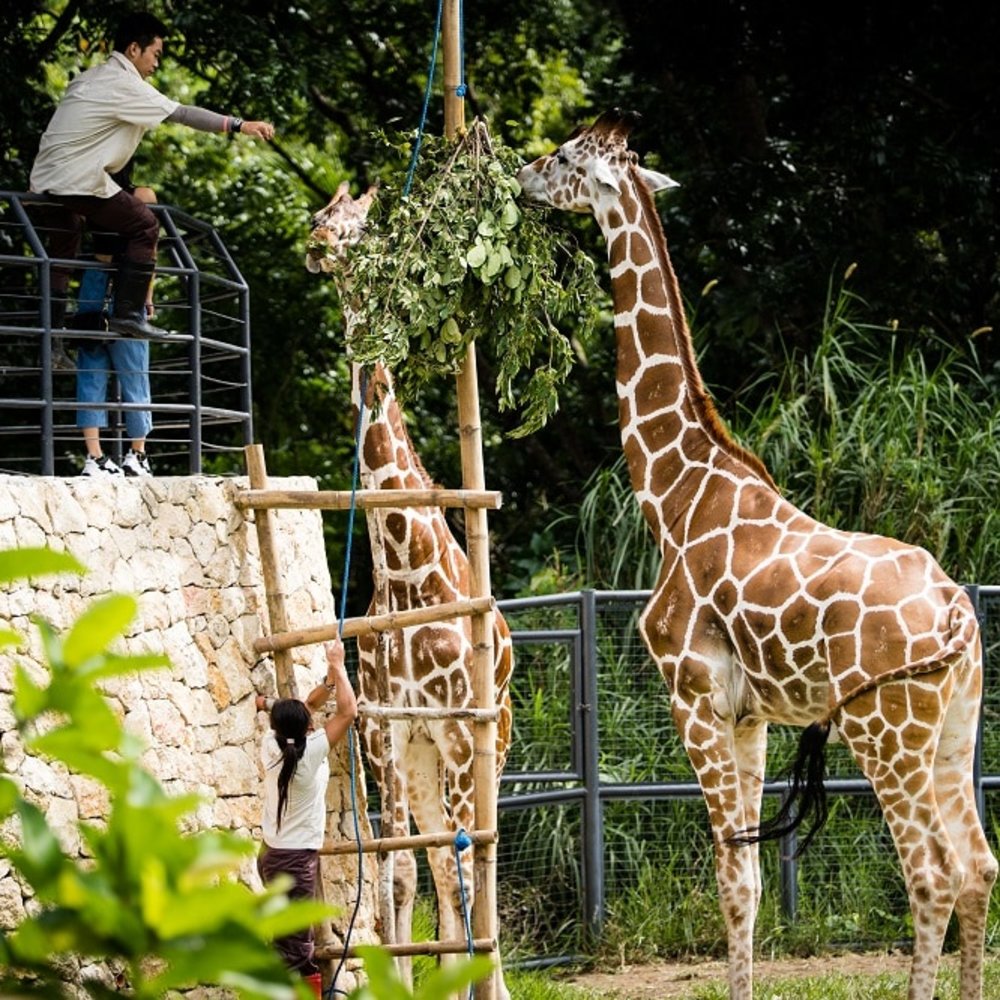 Park ranger feeding giraffes