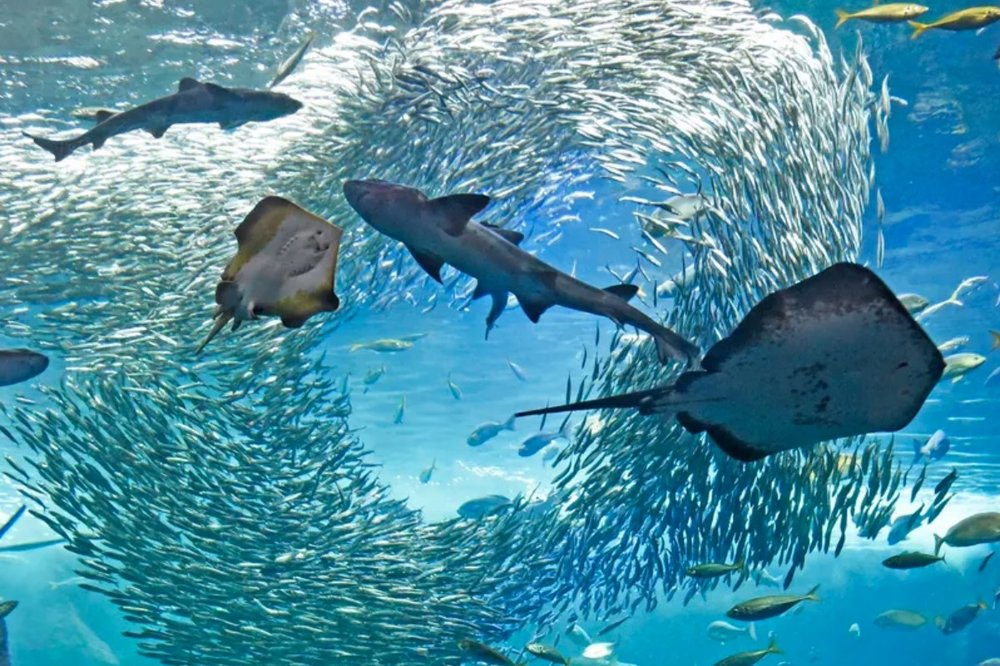  鎌倉江之島 鎌倉景點 鎌倉高校前 鎌倉交通 鎌倉美食 水族館