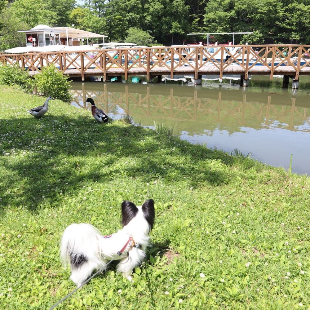 輕井澤景點 輕井澤自由行 輕井澤一日遊 交通 溫泉酒店