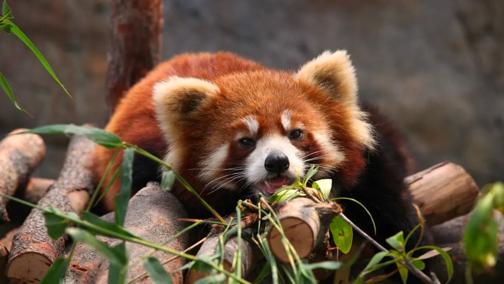 Red panda at Ocean Park Hong Kong