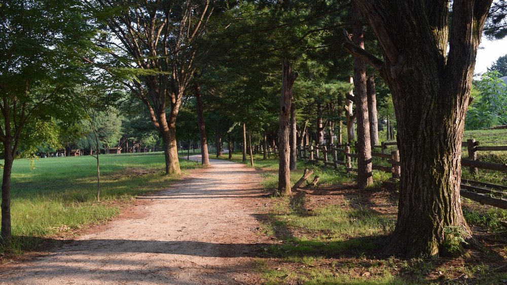the trees in Nami Island