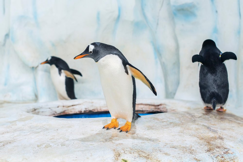 Penguins in Polar Adventure