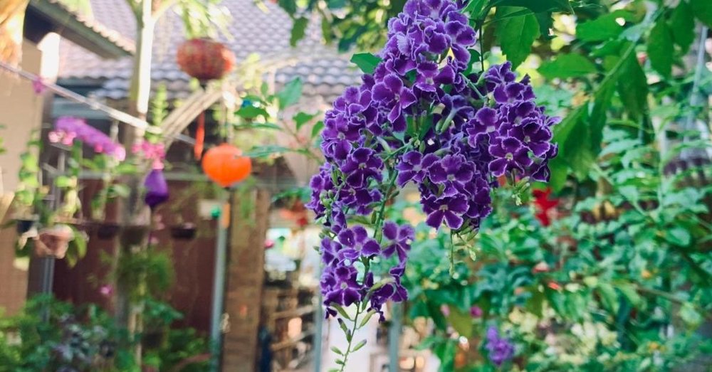  Canary Bungalow - Hội An Giữa Lòng Phú Quốc