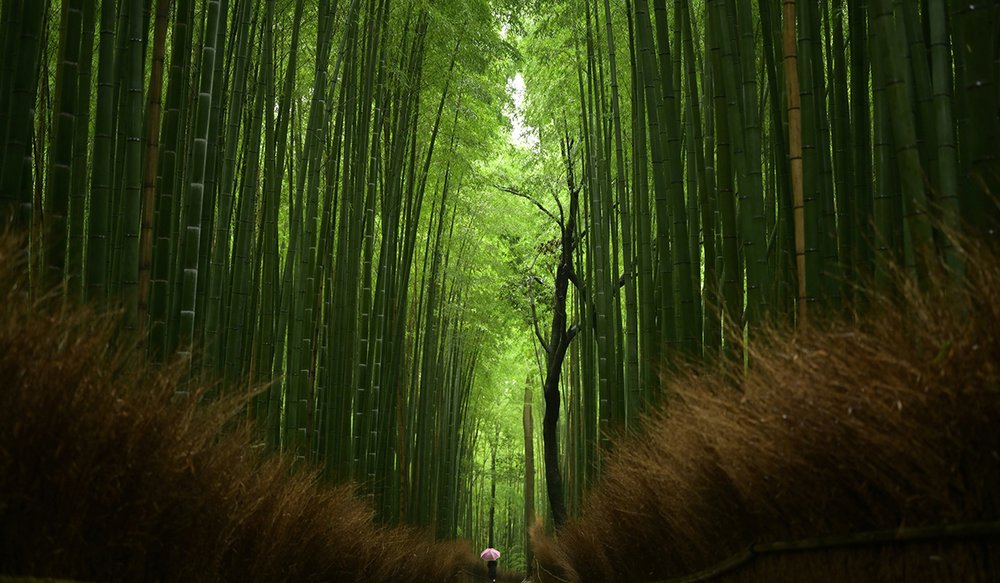  Đi Tàu Sagano Kyoto - Tham Quan Arashiyama - Kiyomizudera - Fushimi Inari-taisha