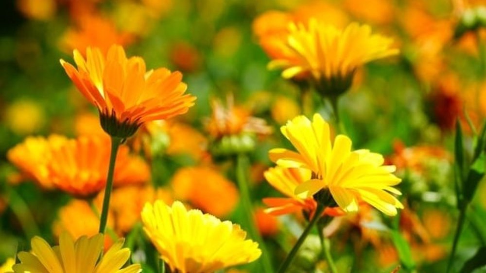 Marigold fields