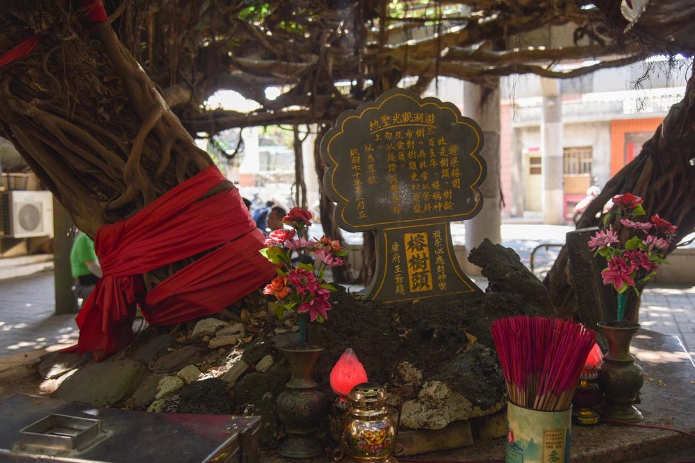 澎湖景點, 澎湖行程, 澎湖旅行, 澎湖旅遊, 通梁古榕