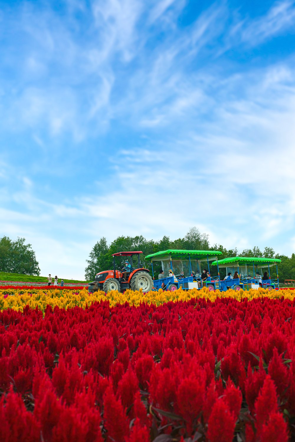 北海道花田 北海道花季 富良野 北海道賞花 薰衣草