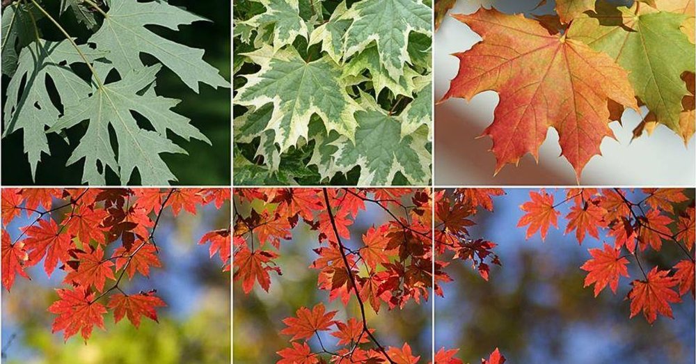 khu-du-lich-la-phong