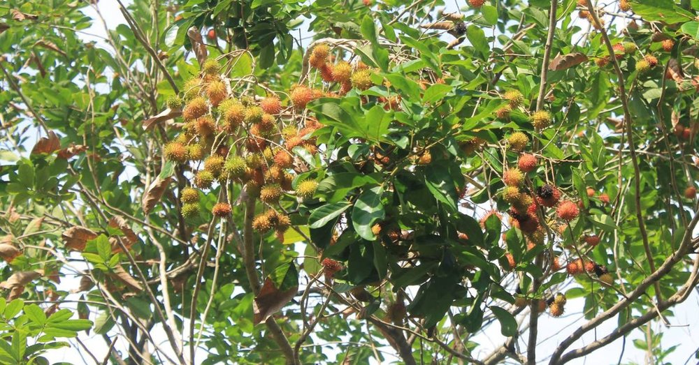 Tham Quan Vườn Trái Cây