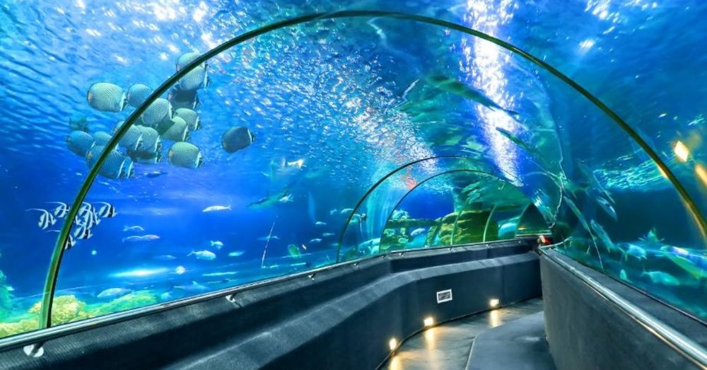 kham-pha-vien-hai-duong-hoc-nha-trang