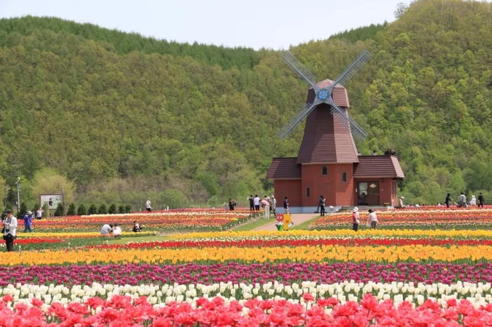 北海道花田 北海道花季 富良野 北海道賞花｜鬱金香
