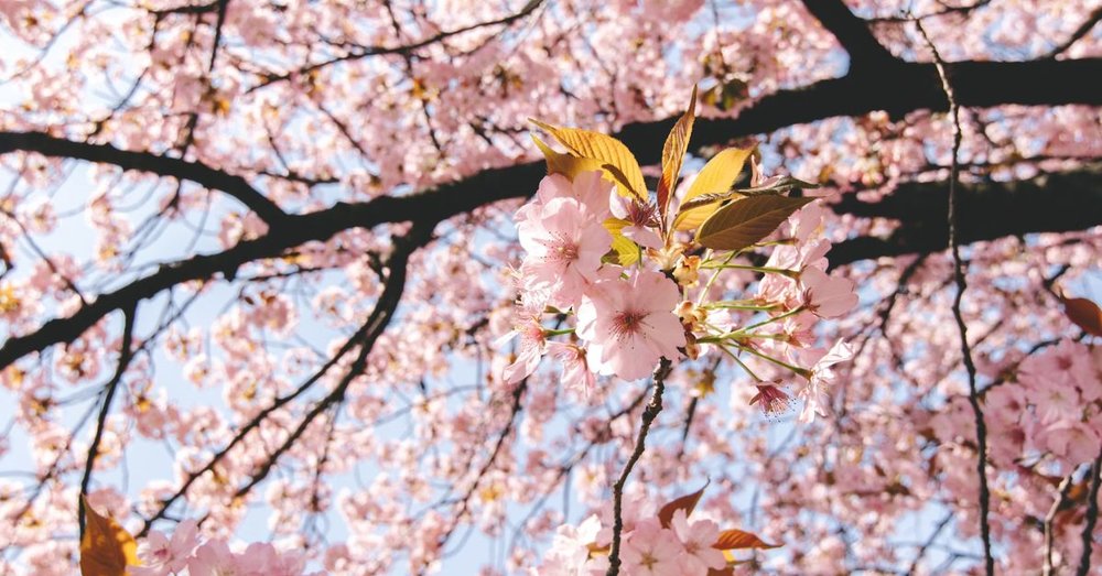 du-lich-saga-nhat-ban