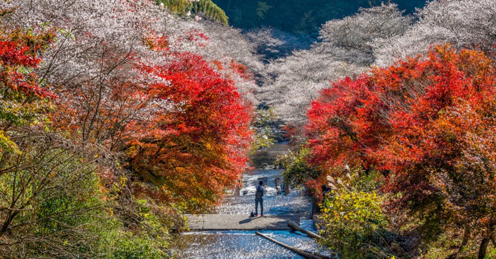 du-lich-saga-nhat-ban